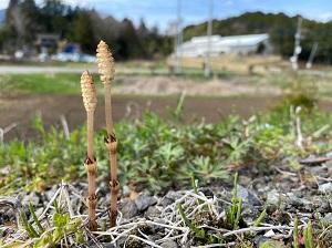 つくしも顔をだしています♪